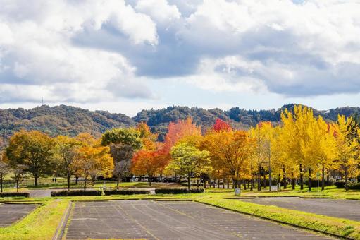 公園の紅葉⑵ 秋,紅葉,木々の写真素材