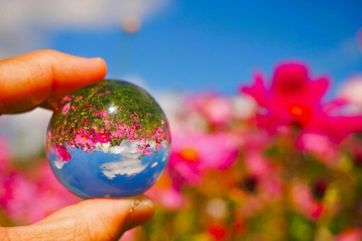 水晶に映し出す秋のコスモス畑 コスモス,アニメ,ガラス玉の写真素材