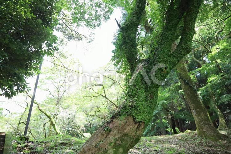 苔が生えた木　森林 森林浴,マイナスイオン,森の中の写真素材