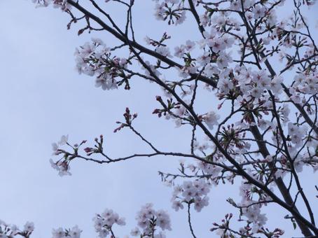 桜 桜の写真