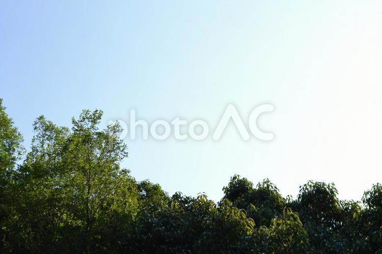 空の青と木々の緑 風景,空,木々の写真素材