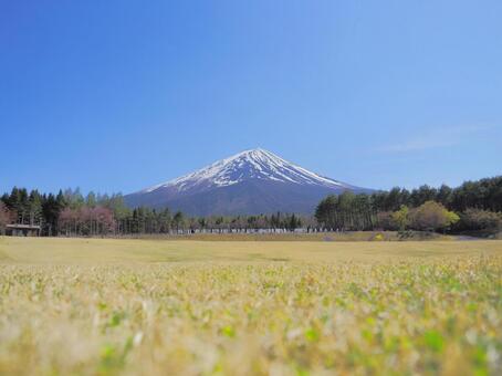 春の富士山と芝生の広場 富士山,芝生,春の写真素材