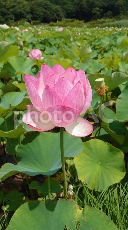 伊勢市二見の民話の駅蘇民の蓮の花 蓮の花,ピンク,初夏の写真素材