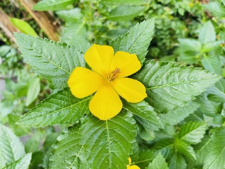 キバナヤナギにとまるハチ キバナヤナギにとまるハチ キバナヤナギ,黄花,自然の写真素材