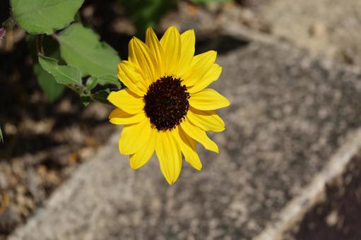 黄色いの花びら小型ひまわりの花のアップの写真