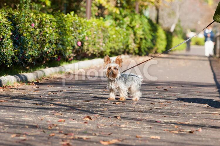 散歩中のヨークシャーテリア 犬,いぬ,イヌの写真素材