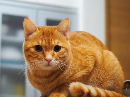 カメラを見つめる子猫の正面ポートレート 子猫,こねこ,ネコの写真素材