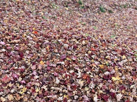 Fallen leaves, JPG Fallen leaves, JPG