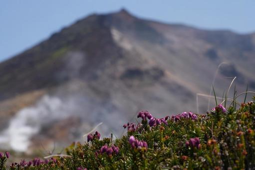 Mount Daisetsu and Ezonotsugazakura, JPG