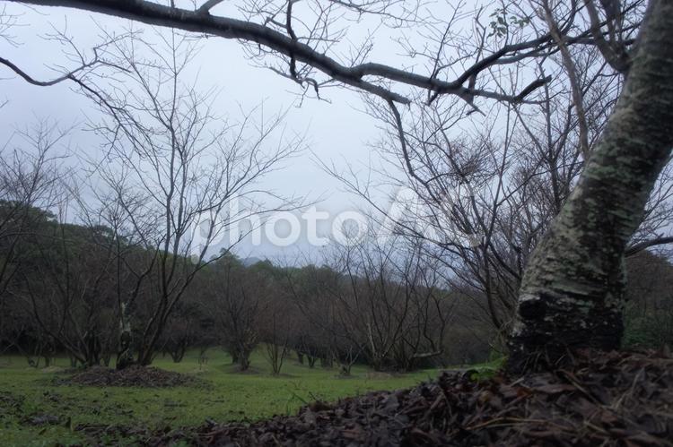 ＜五島の景色＞雨と霧の鬼岳樹木公園の朝 風景,空,霧の写真素材