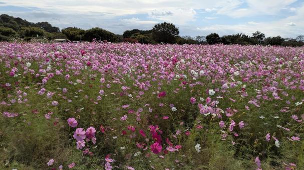 コスモス畑 コスモス畑,秋桜,コスモスの写真素材
