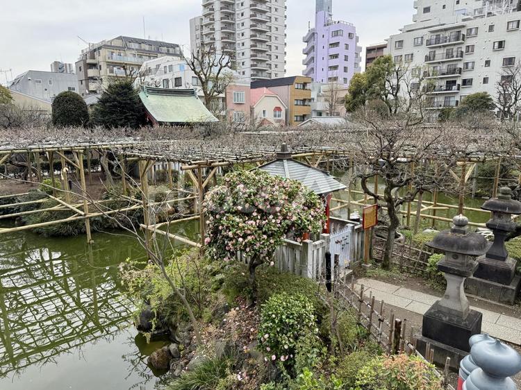 冬の亀戸天神社　 3月,つぼみ,枝の写真素材