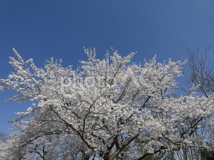 満開の桜　① 桜,春,自然の写真素材