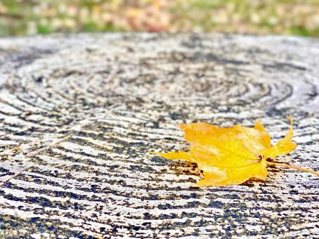 Photo, yellow, fallen leaves, deciduous leaves, 