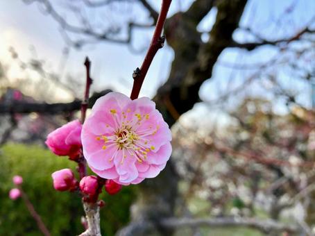ピンクの梅 ピンクの梅 梅,ウメ,花の写真素材
