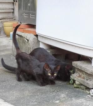 黒猫親子 黒猫親子の写真