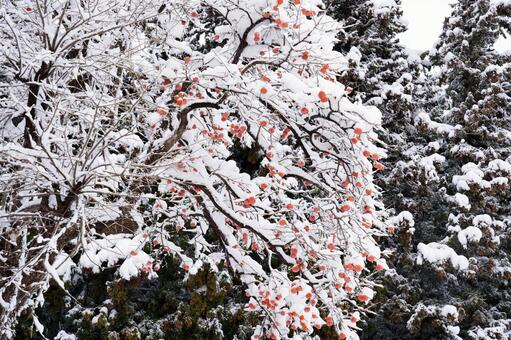 雪化粧をした柿の木と赤い実 柿,雪,冬の写真素材