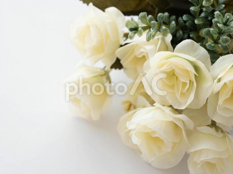 バラ　薔薇　花　白　テキストスペース バラ,薔薇,花の写真素材