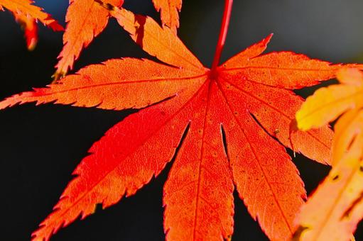 美しく紅葉したもみじの葉 美しく紅葉したもみじの葉の写真