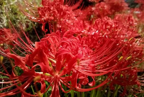 曼殊沙華 曼殊沙華 曼殊沙華,ヒガンバナ,彼岸花の写真素材