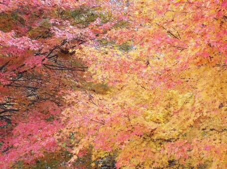【紅葉写真】美しい紅葉 紅葉,自然,風景の写真素材