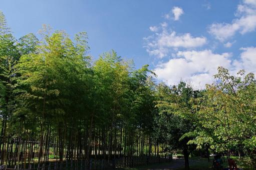秋の竹林 秋の竹林 タケ,竹,孟宗竹の写真素材