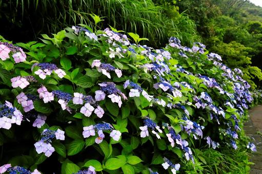 Photo, nishiizu-machi, cape anjo, park, 