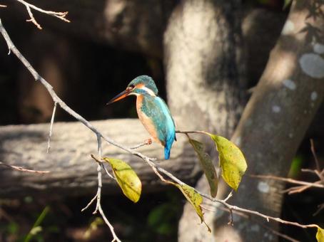 カキの木の枝にとまるカワセミ カワセミ,鳥,鳥類の写真素材