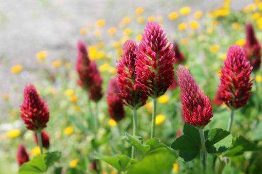 農園を華やかに彩るストロベリーキャンドル 農園を華やかに彩るストロベリーキャンドルの写真