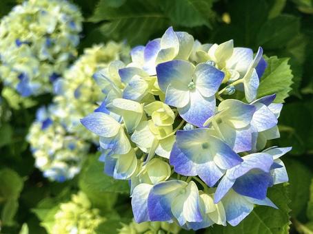 色づきはじめの紫陽花 色づきはじめの紫陽花の写真
