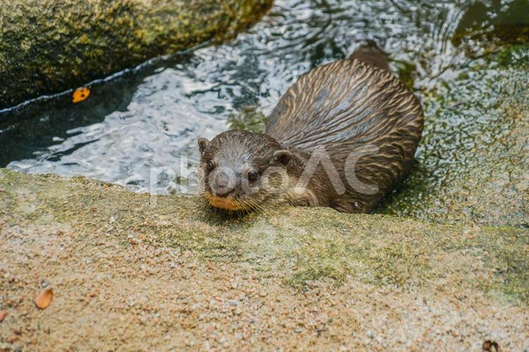 かわいいコツメカワウソのイメージ コツメカワウソ,カワウソ,ツメナシカワウソ属の写真素材