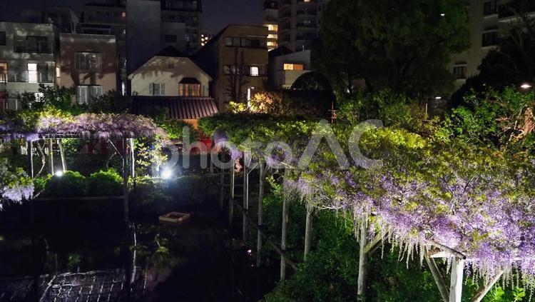 亀戸天神・藤の花＆藤棚と街の夜景・江東区 春,藤の花,藤棚の写真素材