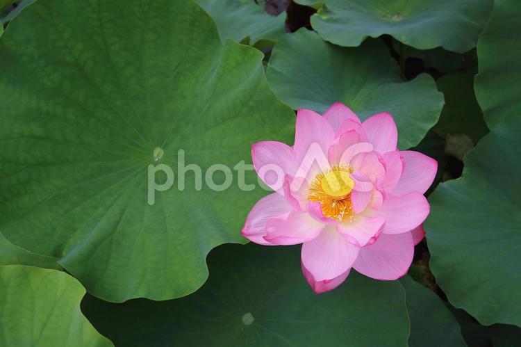 満開のピンクのかわいい大輪のハスの花 ハス,ピンクの花,咲くの写真素材