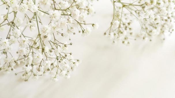 白い小花の背景 白い小花の背景の写真