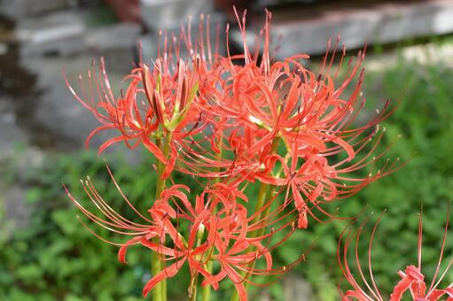 彼岸花 彼岸花の写真