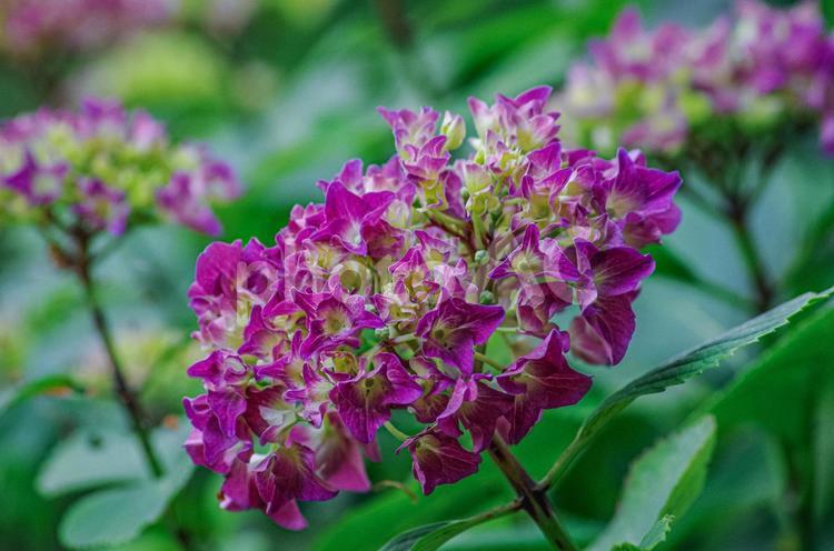 梅雨時期の風物詩　紫陽花の咲き始め 紫陽花,アジサイ,あじさいの写真素材