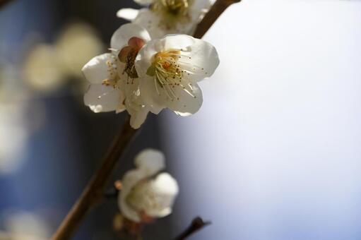 梅の花 梅,梅の花,花の写真素材