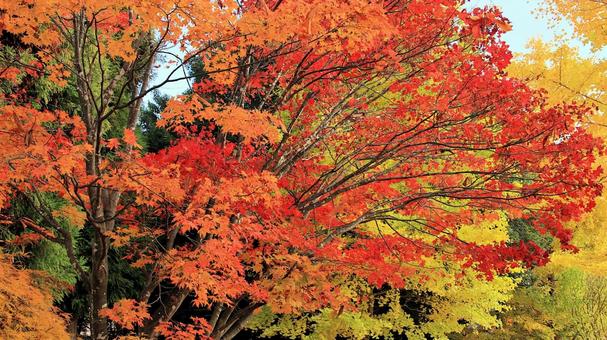 11月河口湖畔の紅葉 紅葉,秋,もみじの写真素材