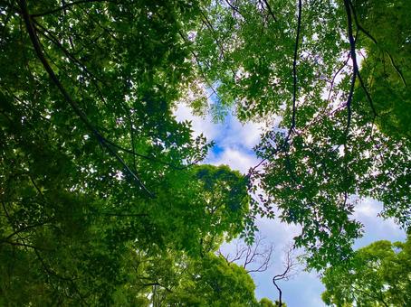木の下から見上げる空 木の下から見上げる空 木の下,空,緑の写真素材