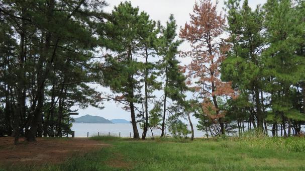 元寇防塁　防塁がある生の松原海岸 元寇防塁,石築地,蒙古襲来の写真素材