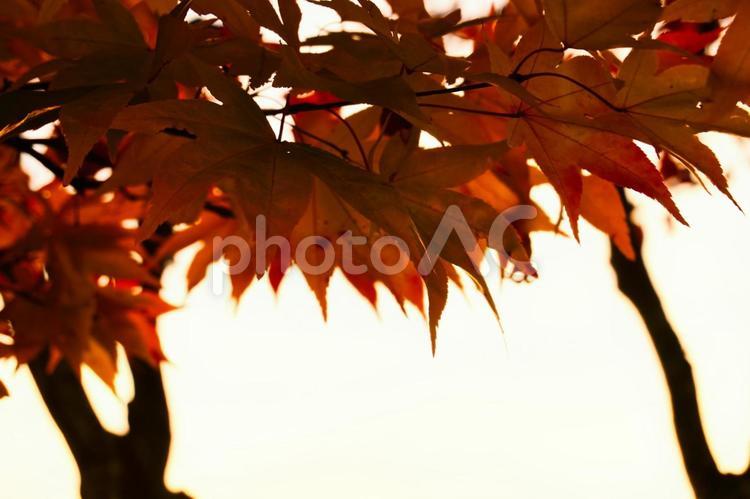 モミジと夕焼け モミジ,夕焼け,紅葉の写真素材
