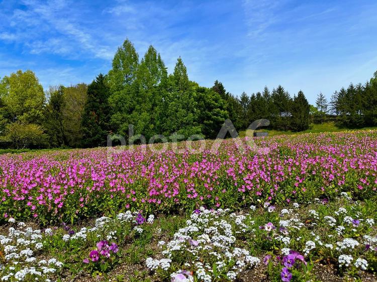 広島・国営備北丘陵公園の晩春・初夏の風景 国営公園,備北丘陵公園,広島県の写真素材