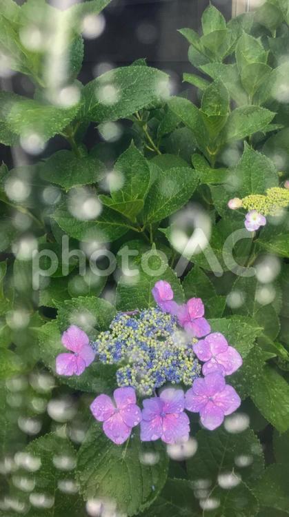 雨の日のアジサイ 自然,花,植物の写真素材
