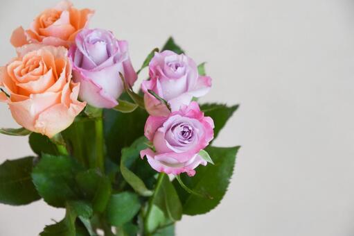 オレンジと紫のばら オレンジ色,紫,パープルの写真素材