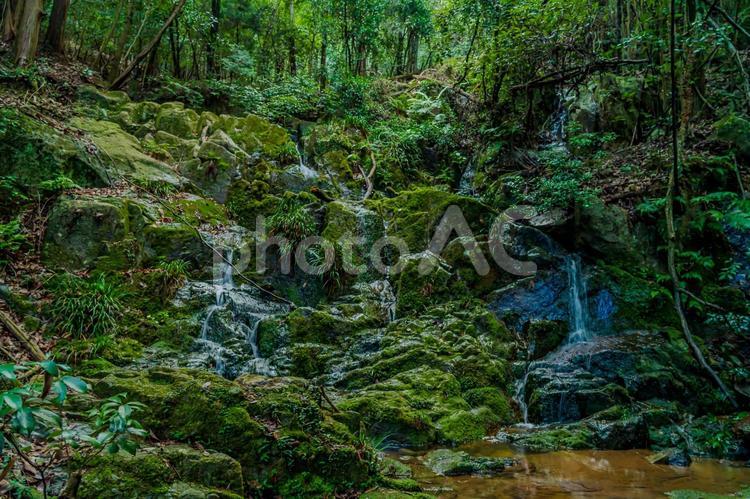 岩を流れる静かな山の滝と森の風景 滝,小滝,苔の写真素材