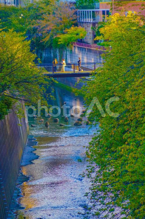目黒区の川沿いの橋 川,橋,目黒区の写真素材