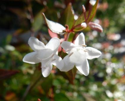 【花の写真】ハナゾノツクバネウツギ 【花の写真】ハナゾノツクバネウツギの写真
