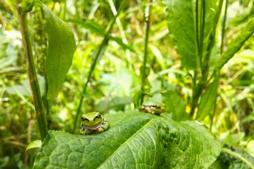 looking at the camera, a frog, japanese frog, natural, JPG