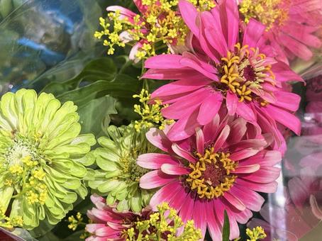 花 花 花,鮮やか,赤いの写真素材