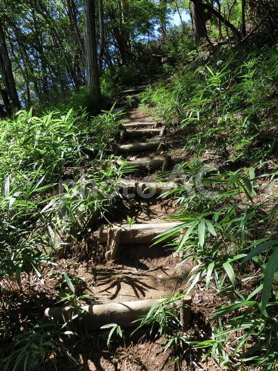 登山道と木段 ハイキング,森林浴,トレッキングの写真素材